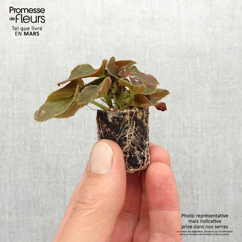 Begonia semperflorens Gumdrop Coco Red Plug plant 1.5/2.5 cm sample as delivered in spring