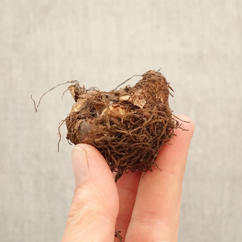 Begonia Multiflora Maxima Pink - Tuberous begonia Bulb size 5+ sample as delivered in spring