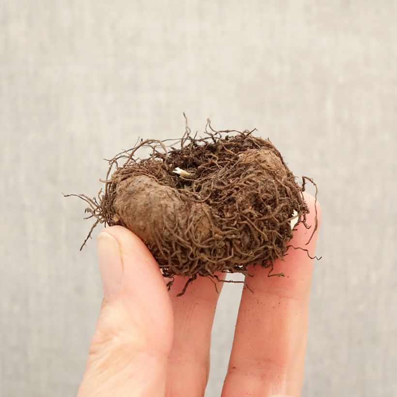 Begonia × tuberhybrida Angelique - Bégonia cascade parfumé Angelique, Bégonia retombant parfumé Angelique Bulb size 5+ sample as delivered in spring