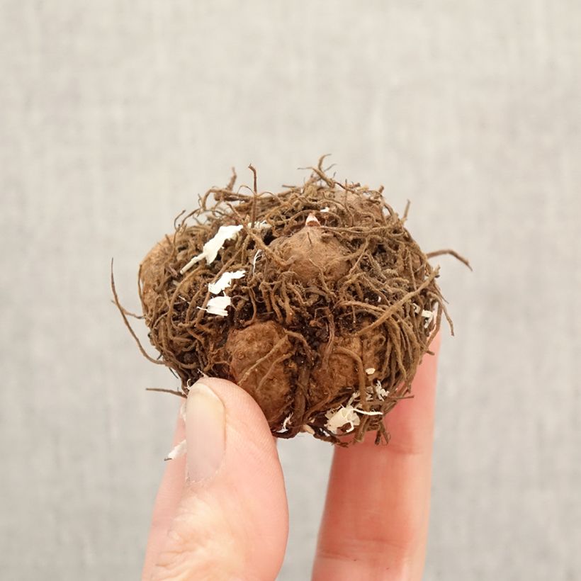 Balcony begonia 2 colour mix - Begonia × tuberhybrida Golden and Pink Bulb size 5+ sample as delivered in spring