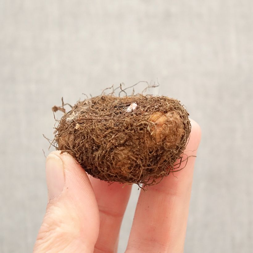 Trailing begonia Cascade Salmon - Begonia Pendula Bulb size 5+ sample as delivered in spring