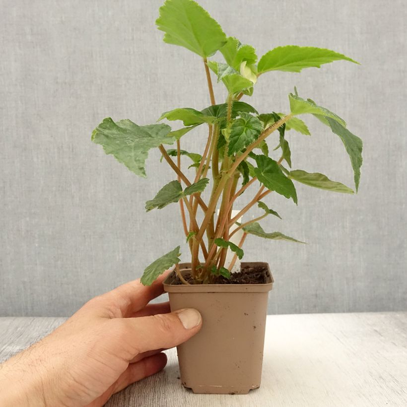 Begonia Chardonnay 8/9 cm pot sample as delivered in spring