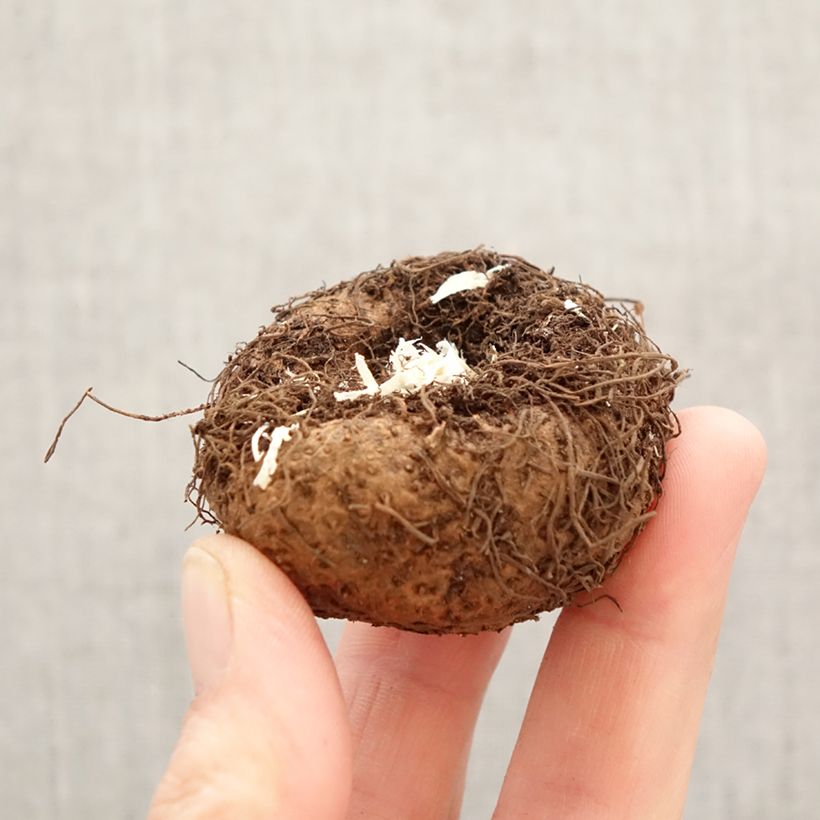 Trailing begonia Pink - Begonia pendula Bulb size 6+ sample as delivered in spring