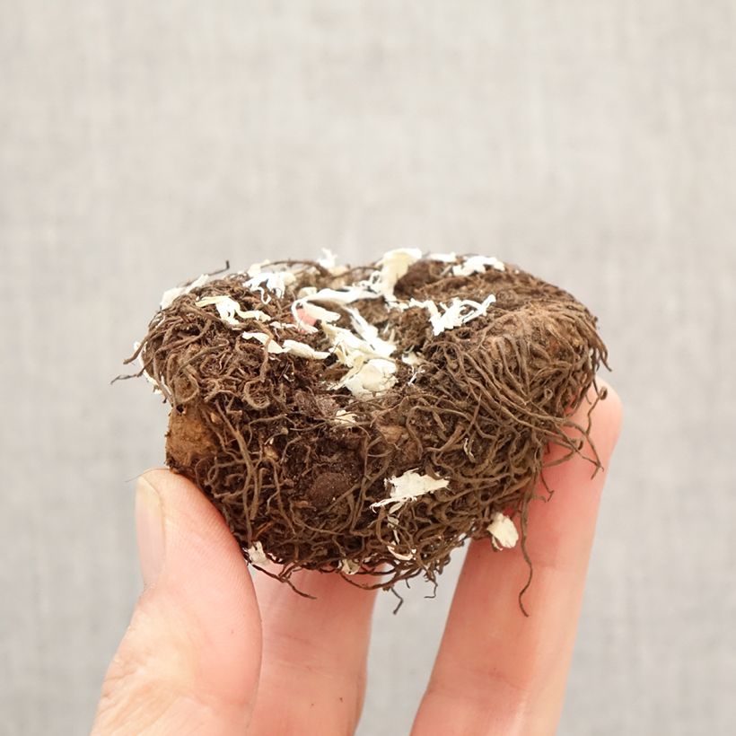 Trailing begonia Salmon - Begonia pendula  Bulb size 6+ sample as delivered in spring