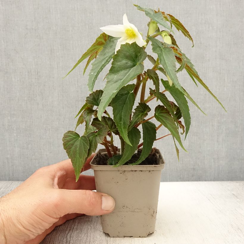 Begonia Summerwings Apricot 8/9 cm pot sample as delivered in spring