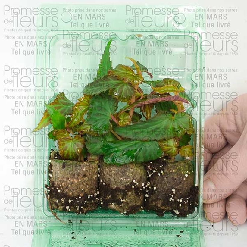 Example of Begonia Summerwings White Plug plant 3/4cm specimen as delivered