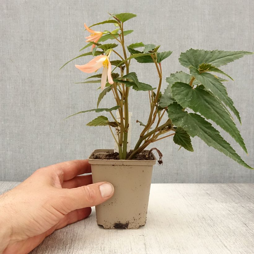 Begonia Summerwings White Elegance 8/9 cm pot sample as delivered in spring