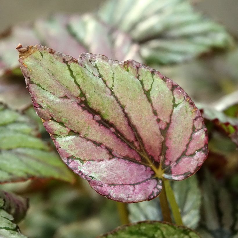 Begonia Rex Hugh McLauchlan (Foliage)