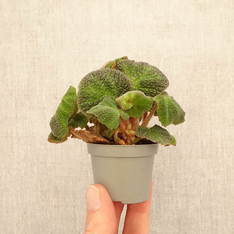 Begonia solimutata 'Soli Mutata' - Bégonia Soli Mutata, Bégonia Soli-Mutata mini plant sample as delivered in spring