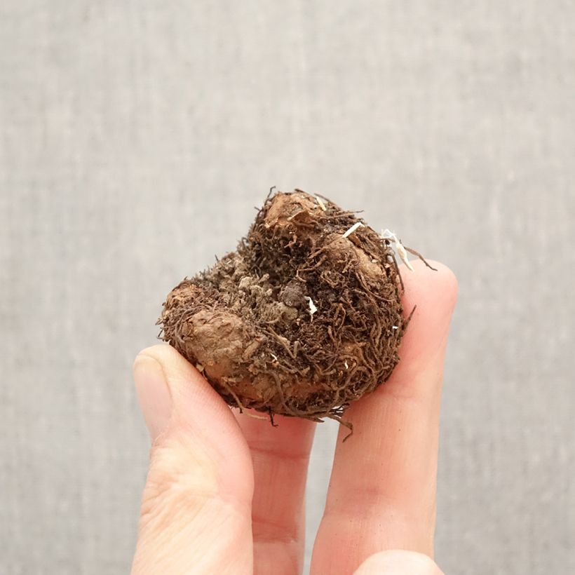 Trailing begonia Splendide Apricot - Begonia × tuberhybrida Bulb size 5+ sample as delivered in spring