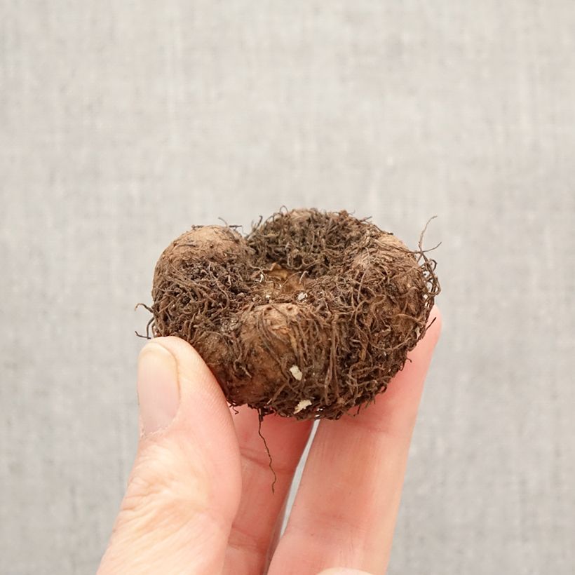 Trailing begonia Splendide Ballerina - Begonia × tuberhybrida Bulb size 5+ sample as delivered in spring