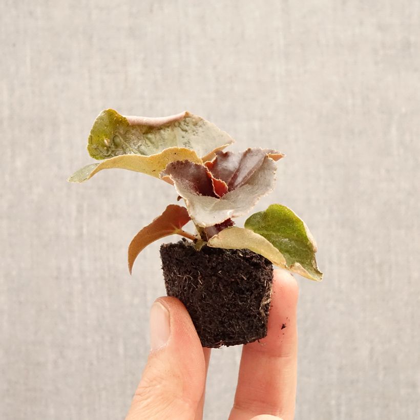 Begonia Stonehedge Light Pink Bronze Leaf - Interspecific hybrid begonia Plug plant 3/4cm sample as delivered in spring
