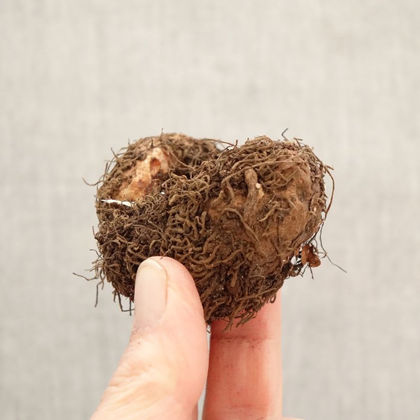 Double Begonia Superba Bolero - Tuberous begonia Bulb size 5+ sample as delivered in spring