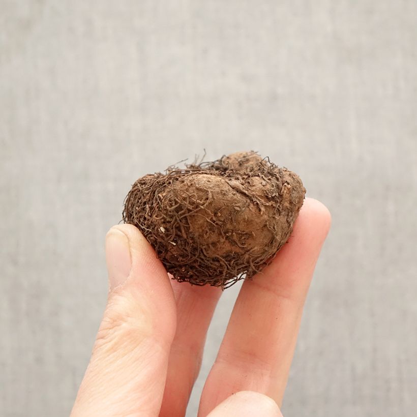 Begonia × tuberhybrida mix of 5 colours - yellow, red, white, salmon, pink tuberous begonias Superba Bulb size 5+ sample as delivered in spring