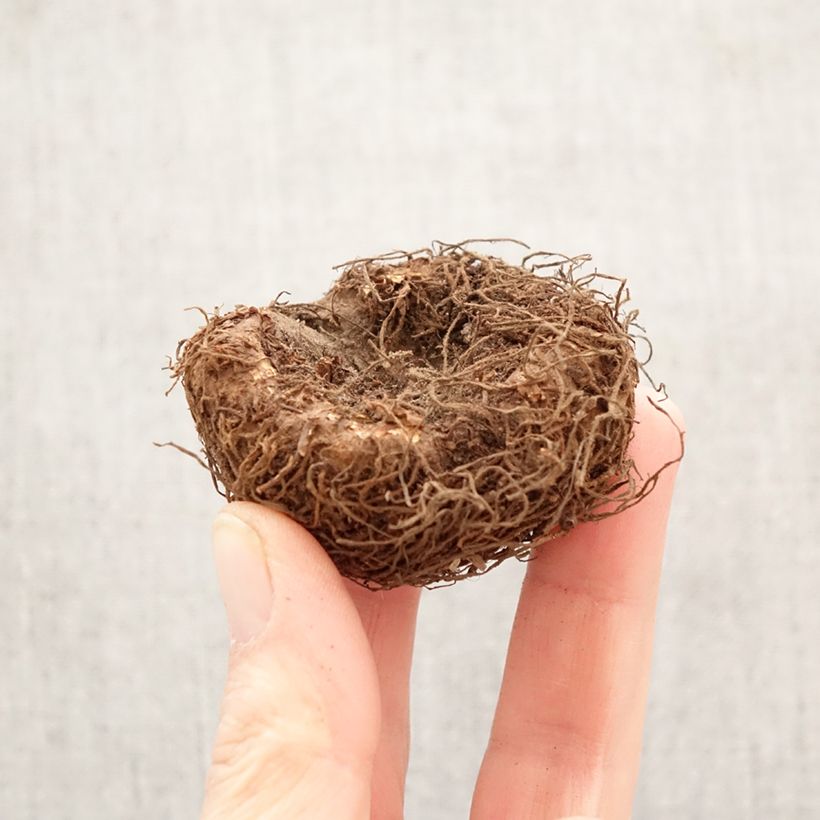 Begonia Superba Pink - Large-flowered tuberous begonia Bulb size 5+ sample as delivered in spring