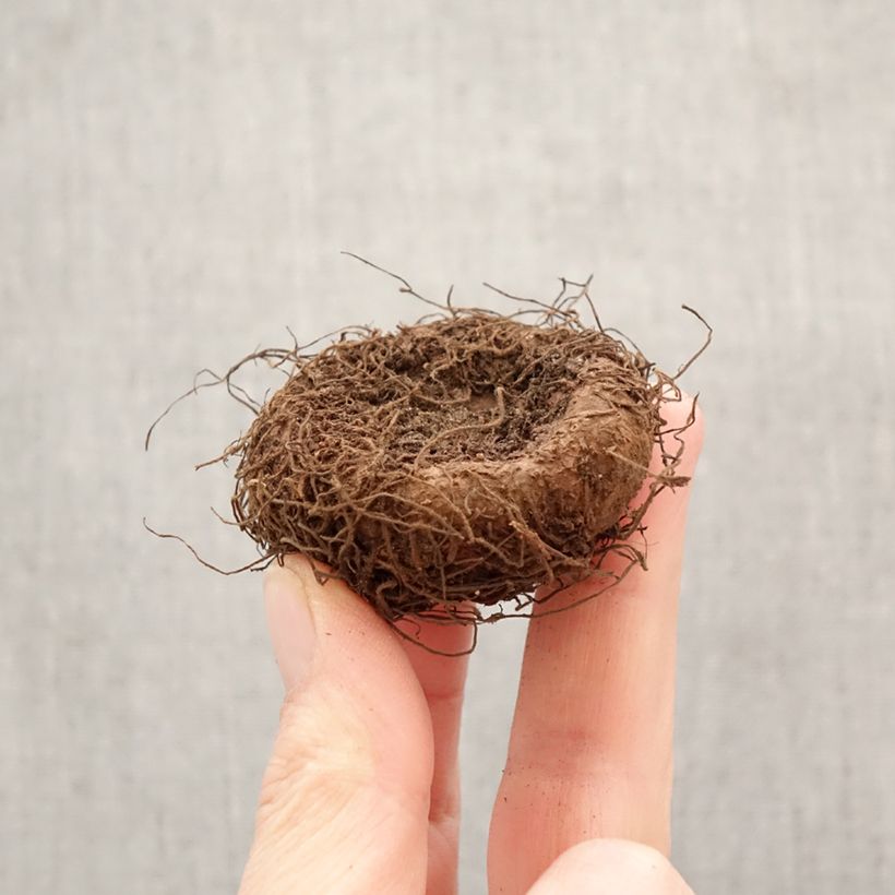 Begonia Superba Salmon - Large-flowered tuberous begonia Bulb size 5+ sample as delivered in spring