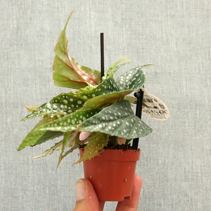 Begonia maculata Silverspot - Polka dot begonia mini plant sample as delivered in spring