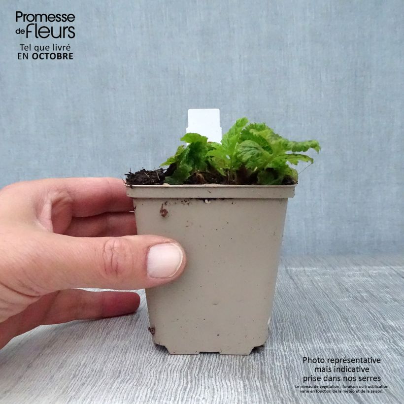 Geum Alabama Slammer 8/9 cm pot sample as delivered in autumn