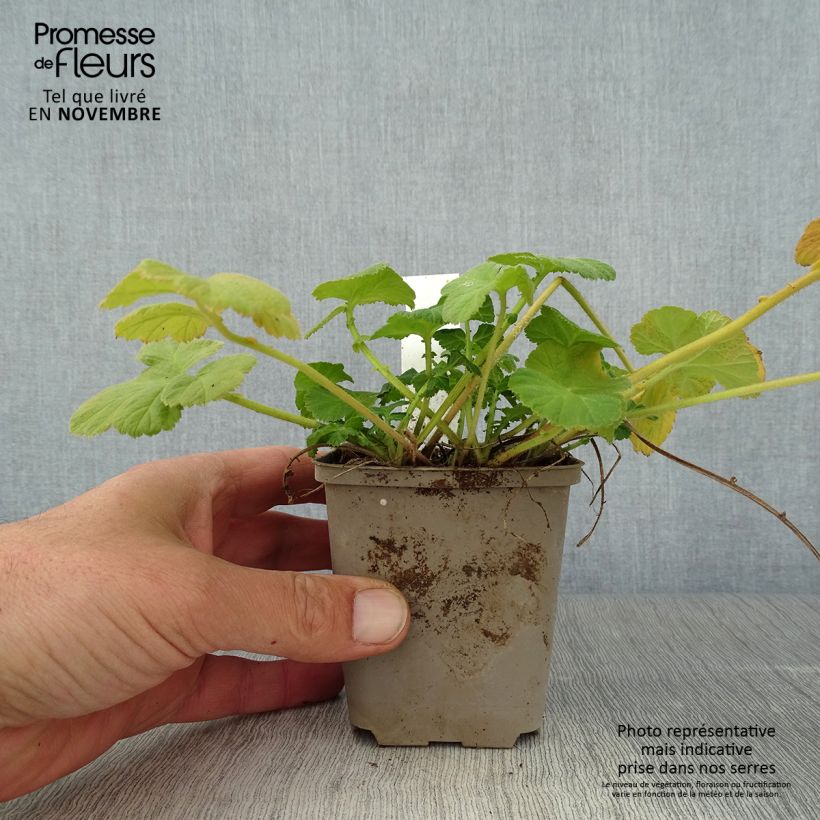 Geum rivale Album 8/9 cm pot sample as delivered in autumn