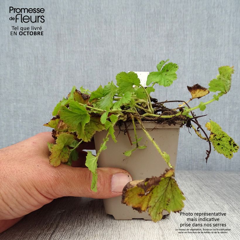 Geum rivale - Water Avens 8/9 cm pot sample as delivered in autumn