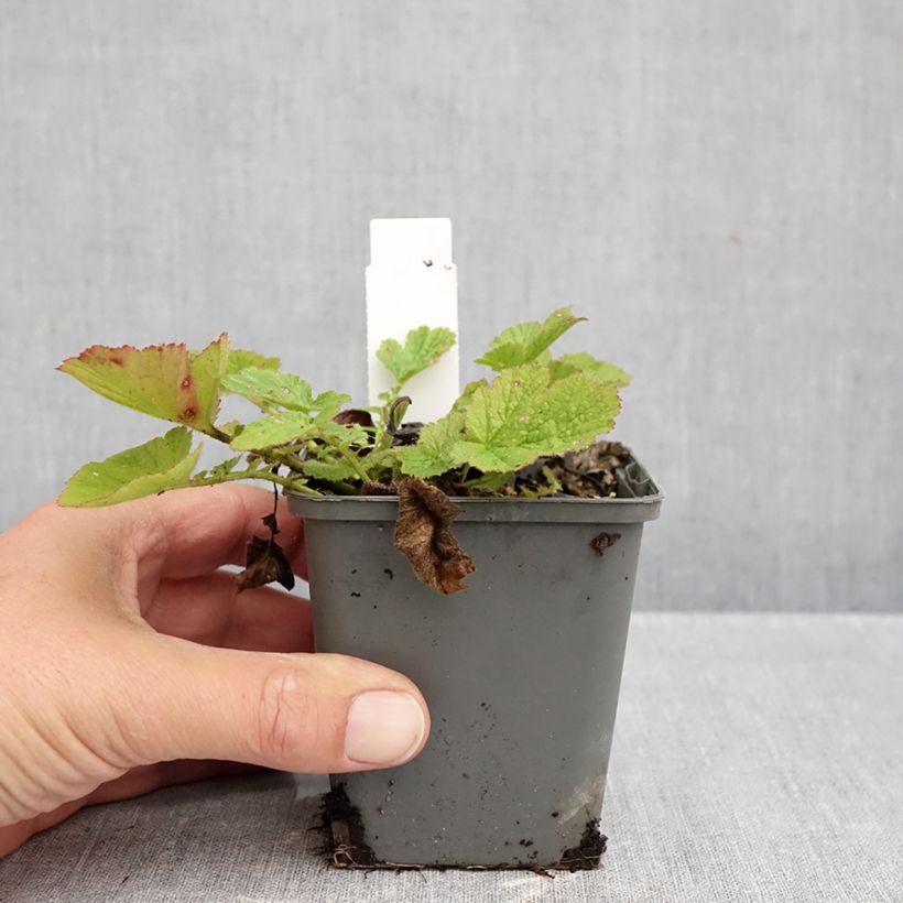 Geum chiloense Dolly North 8/9 cm pot sample as delivered in autumn