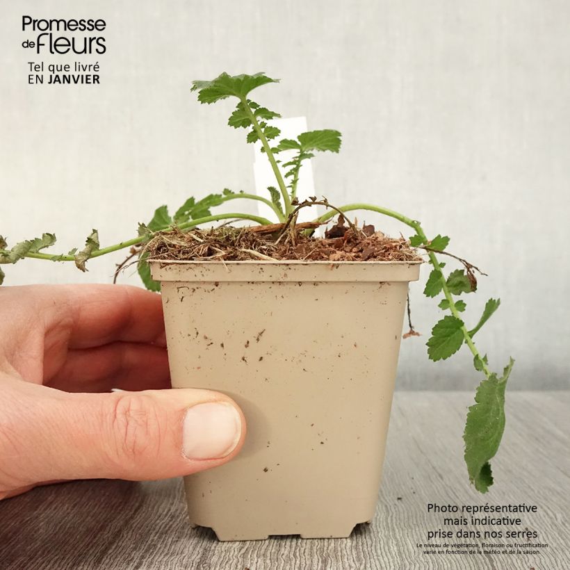 Geum chiloense Dolly North 8/9 cm pot sample as delivered in winter