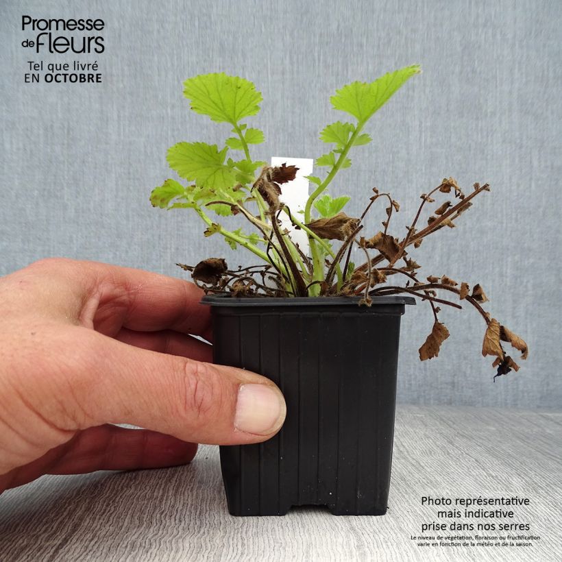 Geum Fire Storm 8/9 cm pot sample as delivered in autumn