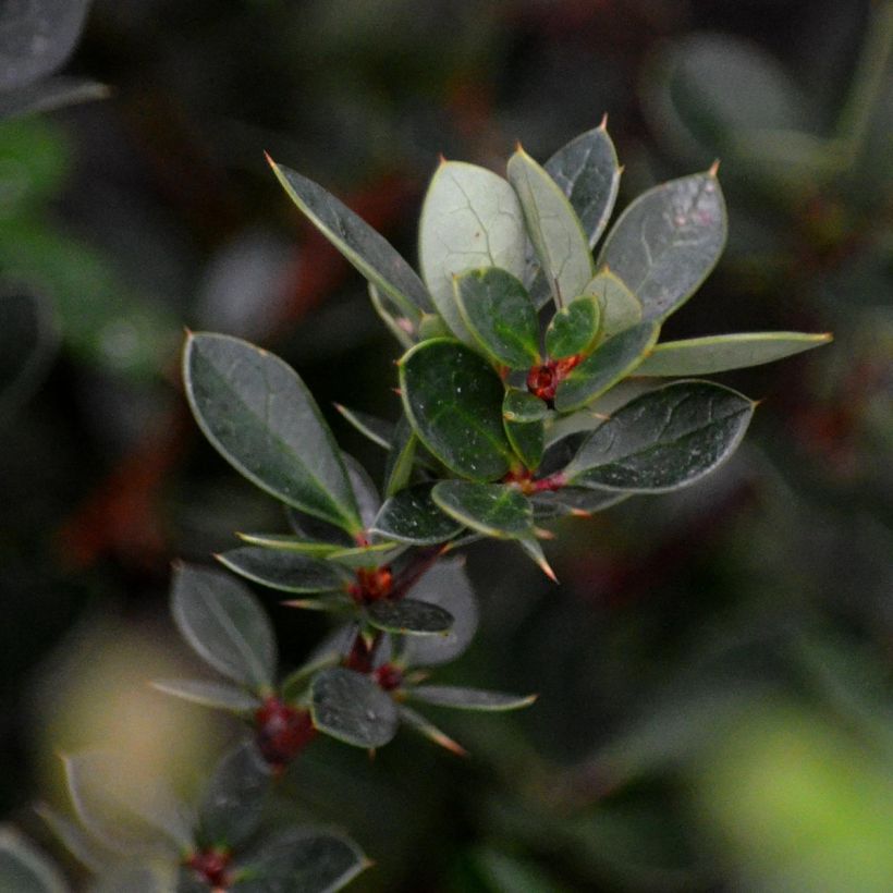 Berberis buxifolia Nana - Barberry (Foliage)