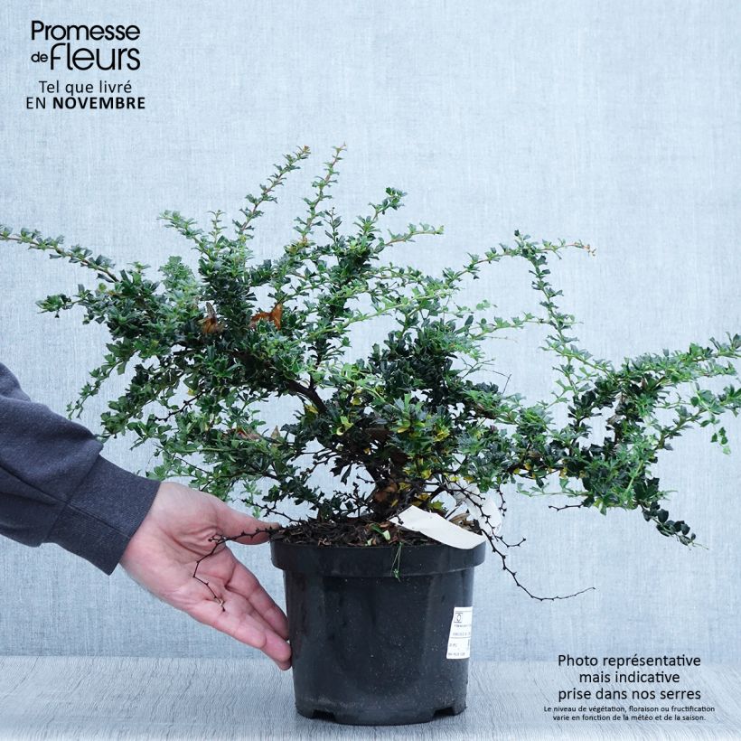 Berberis darwinii Compacta - Barberry 2L/3L pot sample as delivered in autumn