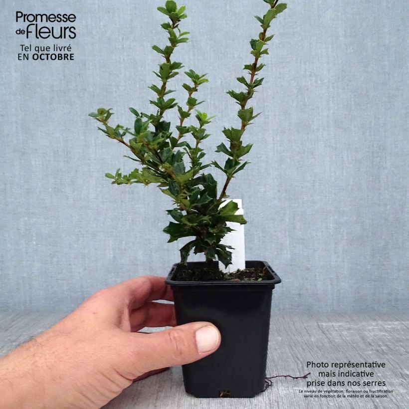 Berberis darwinii - Darwins barberry 8/9 cm pot sample as delivered in autumn