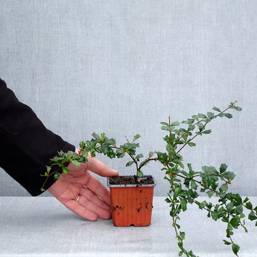 Berberis darwinii - Darwins barberry 8/9 cm pot sample as delivered in winter