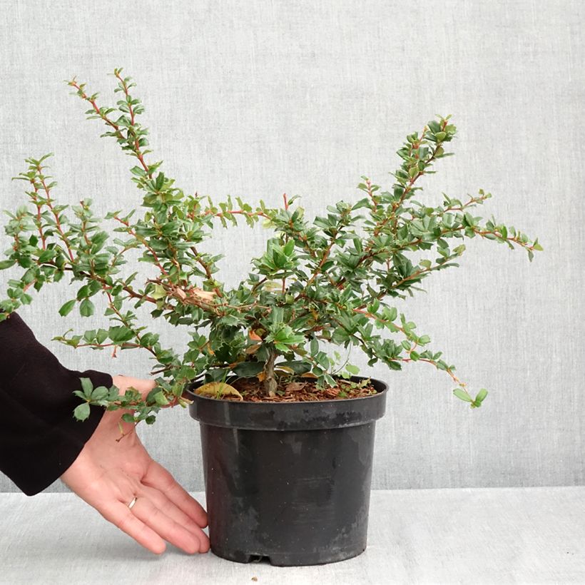 Berberis darwinii - Darwins barberry 2L/3L pot sample as delivered in autumn