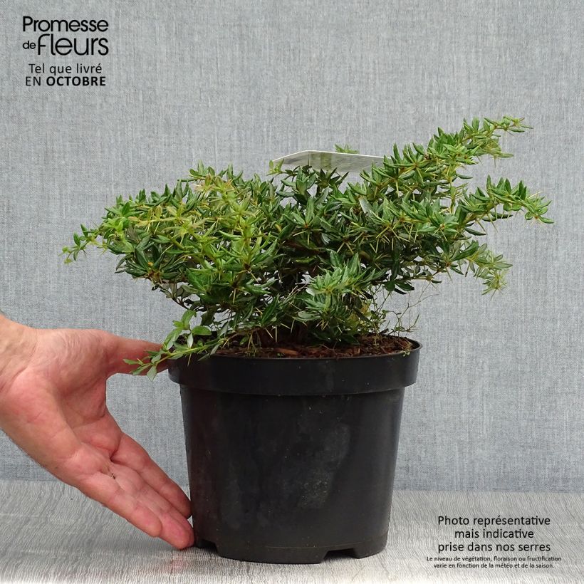 Berberis x frikartii Amstelveen - Barberry 2L/3L pot sample as delivered in autumn