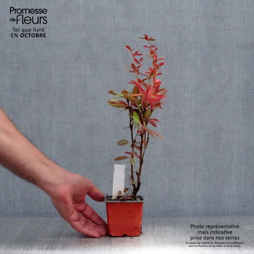 Berberis julianae - Saint Julians Barberry 8/9 cm pot sample as delivered in autumn
