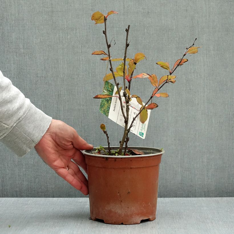 Berberis koreana - Korean barberry 3L/4L pot sample as delivered in autumn