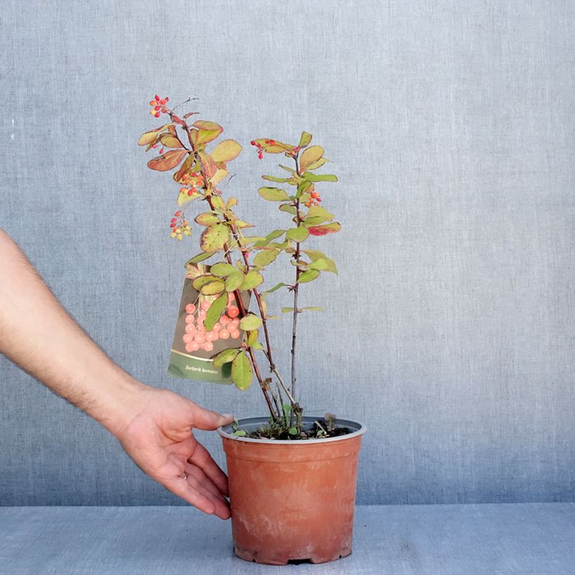 Berberis koreana - Korean barberry 3L/4L pot sample as delivered in summer