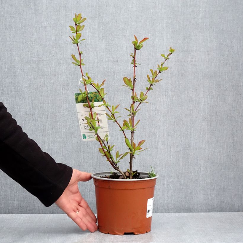 Berberis koreana - Korean barberry 3L/4L pot sample as delivered in spring