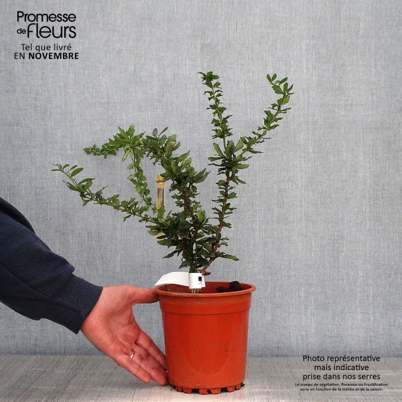 Berberis lologensis Apricot Queen - Barberry 2L/3L pot sample as delivered in autumn