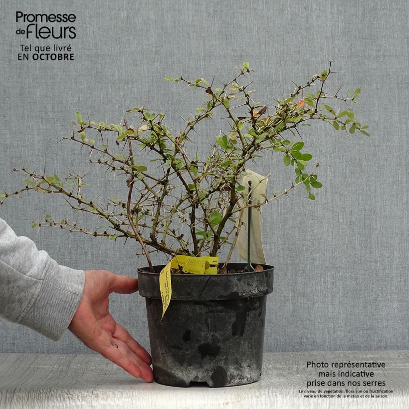 Berberis x media Dual Jewel - Barberry 2L/3L pot sample as delivered in autumn