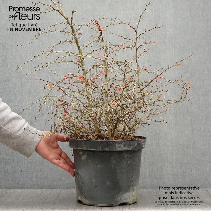 Berberis x media Dual Jewel - Barberry 7.5L/10L pot sample as delivered in autumn