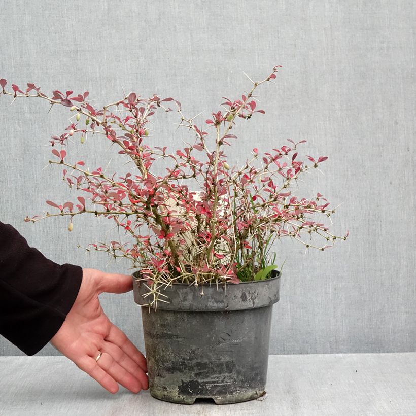 Berberis x media Red Jewel - Barberry 3L/4L pot sample as delivered in autumn
