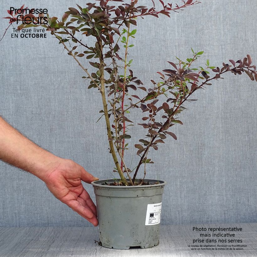 Berberis ottawensis Auricoma - Barberry 3L/4L pot sample as delivered in autumn