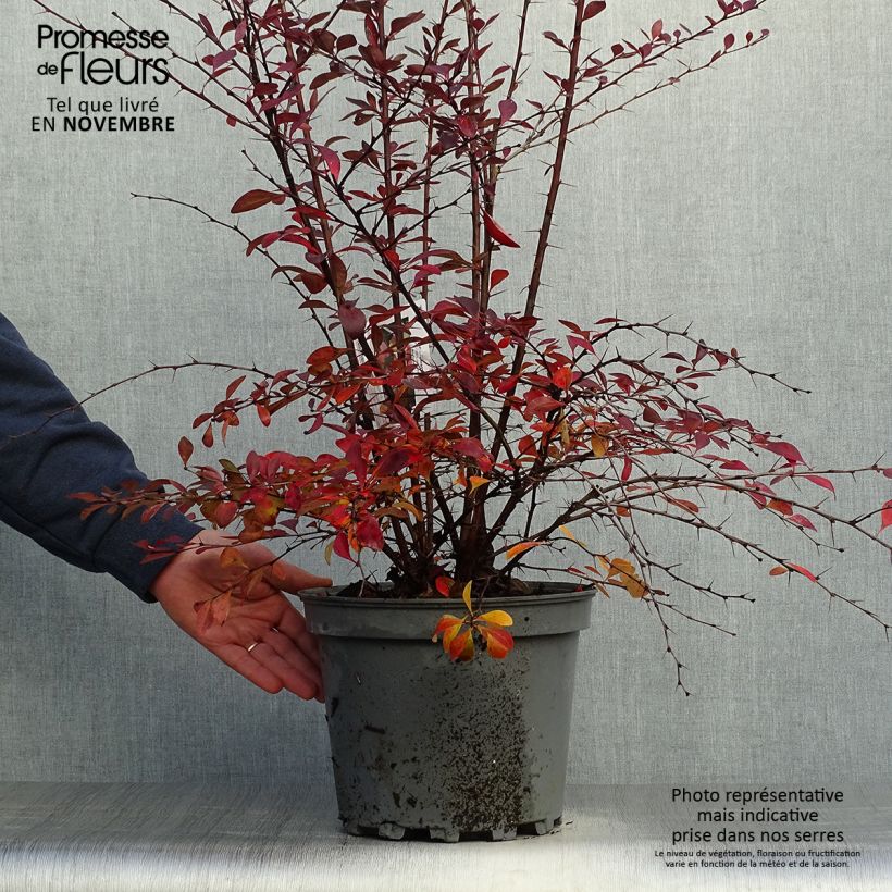 Berberis ottawensis Auricoma - Barberry 7.5L/10L pot sample as delivered in autumn