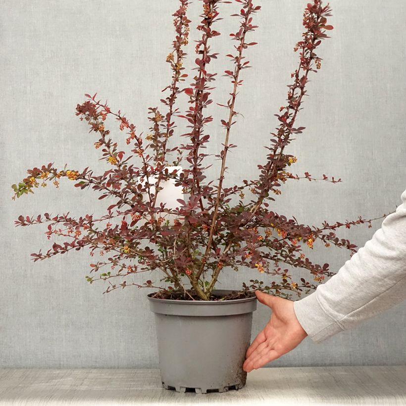Berberis ottawensis Auricoma - Barberry 7.5L/10L pot sample as delivered in spring