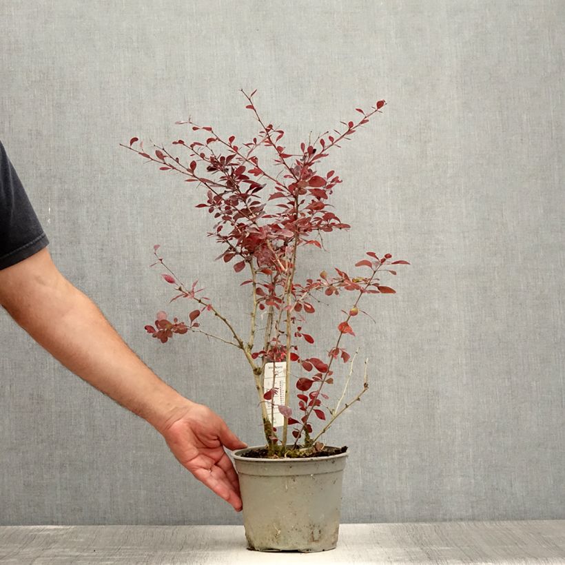 Berberis ottawensis Superba - Barberry 3L/4L pot sample as delivered in summer