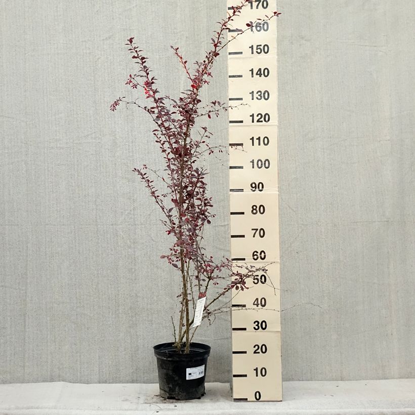 Berberis ottawensis Superba - Barberry 7.5L/10L pot sample as delivered in summer