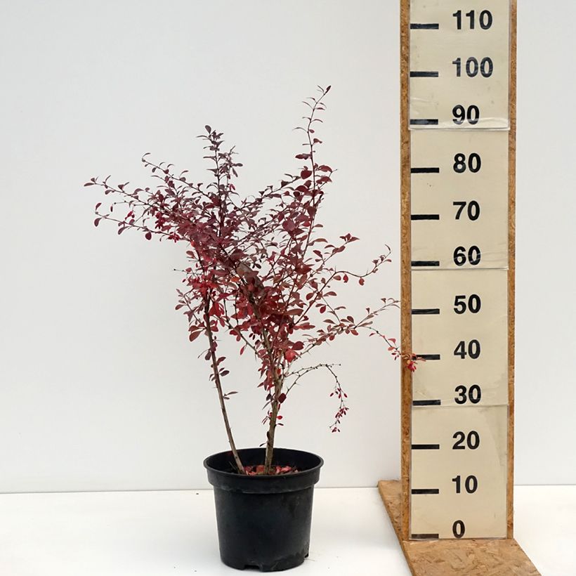 Berberis ottawensis Superba - Barberry 7.5L/10L pot sample as delivered in autumn