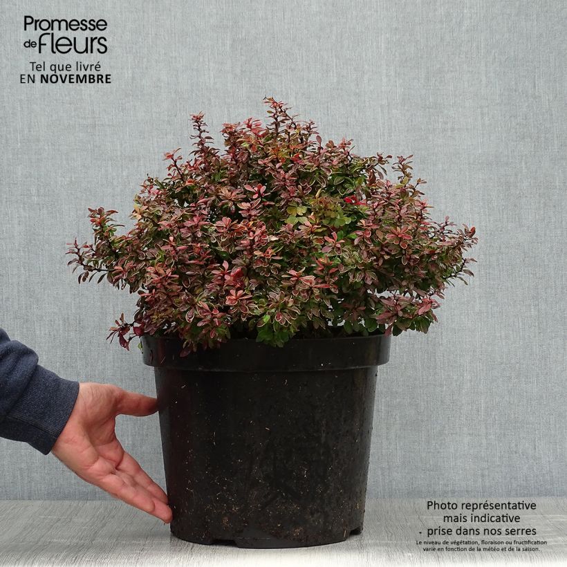 Berberis thunbergii Admiration - Barberry 7.5L/10L pot sample as delivered in autumn