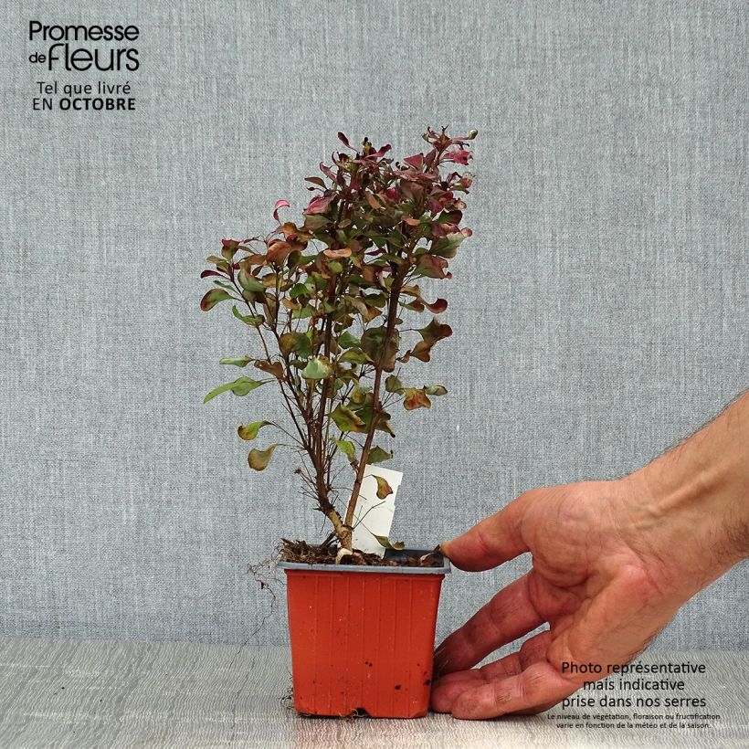 Berberis thunbergii Atropurpurea - Barberry 8/9 cm pot sample as delivered in autumn