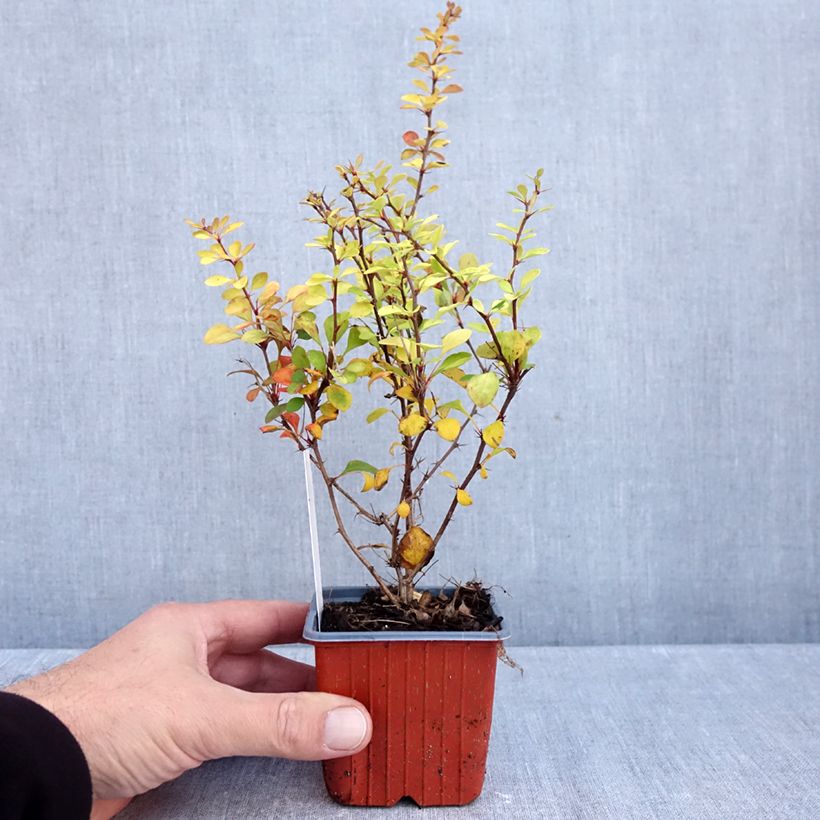 Berberis thunbergii Aurea - Japanese Barberry 8/9 cm pot sample as delivered in autumn